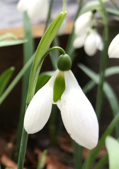 Galanthus 'Melanie Broughton'